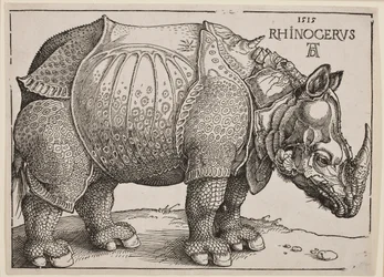 The Rhinoceros
